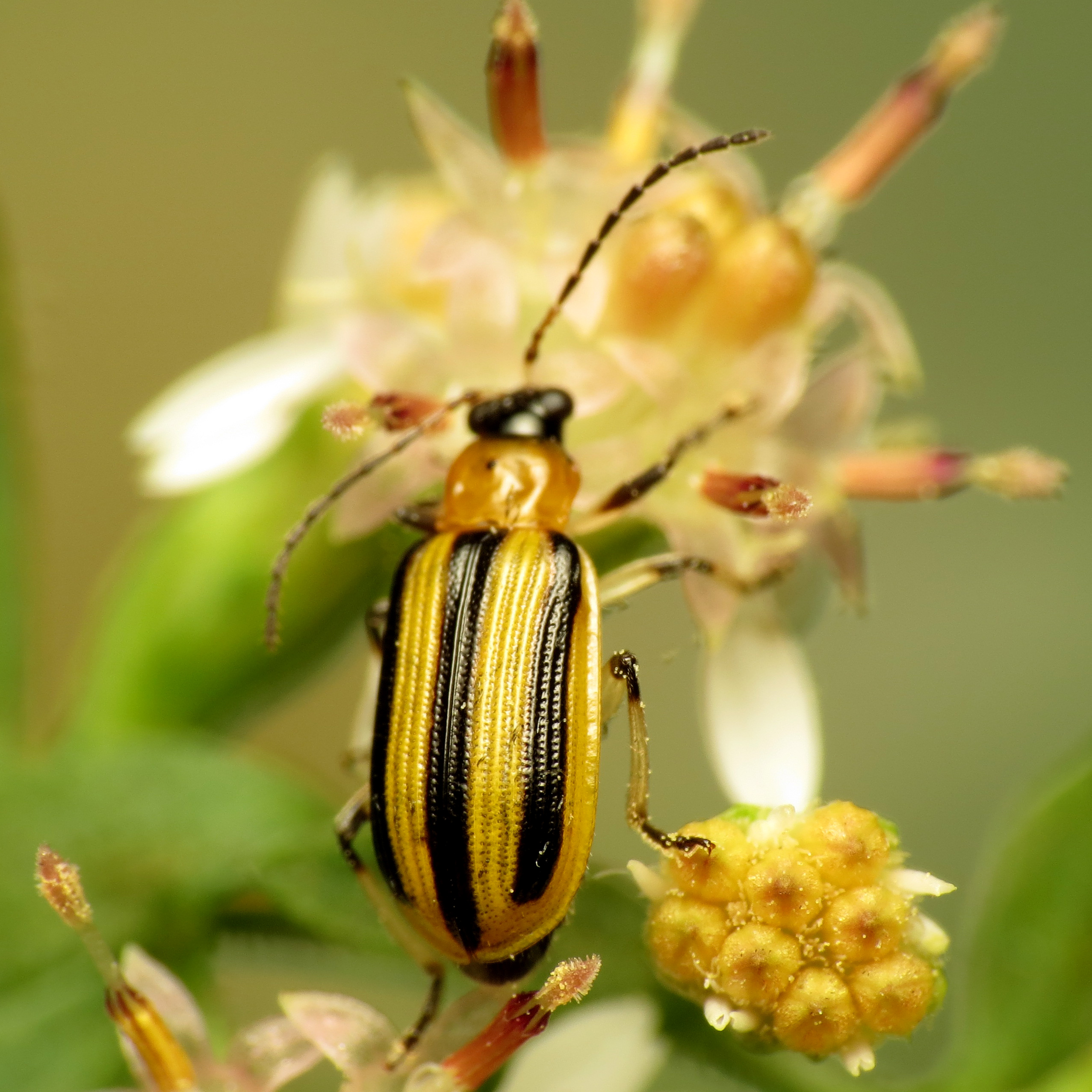 A close view of a striped cucumber beetle on a green leaf.