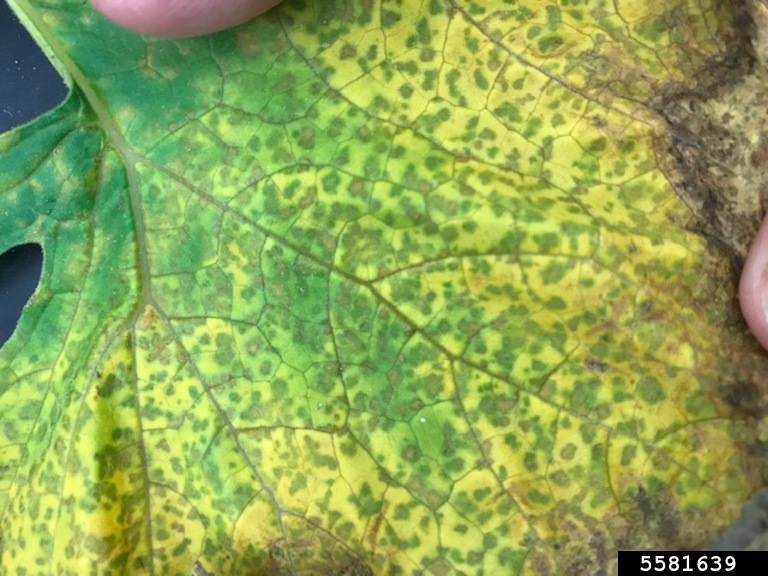A cucumber leaf with yellow angular downy mildew lesions bordered by veins.