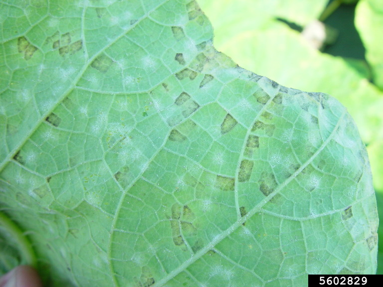 Underside of a cucurbit leaf showing angular downy mildew lesions and white powdery mildew colonies.