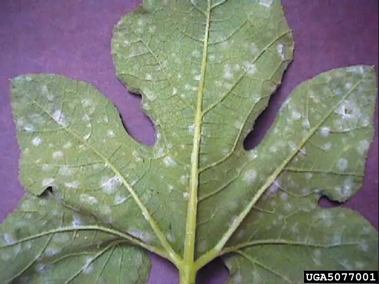 A squash leaf underside with scattered white powdery mildew colonies.