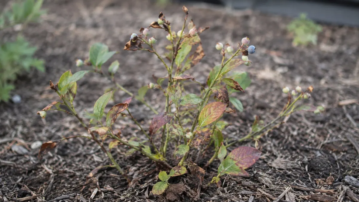 A small struggling blueberry shrub with spotted leaves and a few berries growing in mulched soil.
