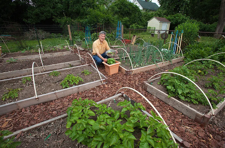 A real raised-bed vegetable garden with potatoes, trellises, row-cover hoops, paths, and a gardener holding harvested lettuce.