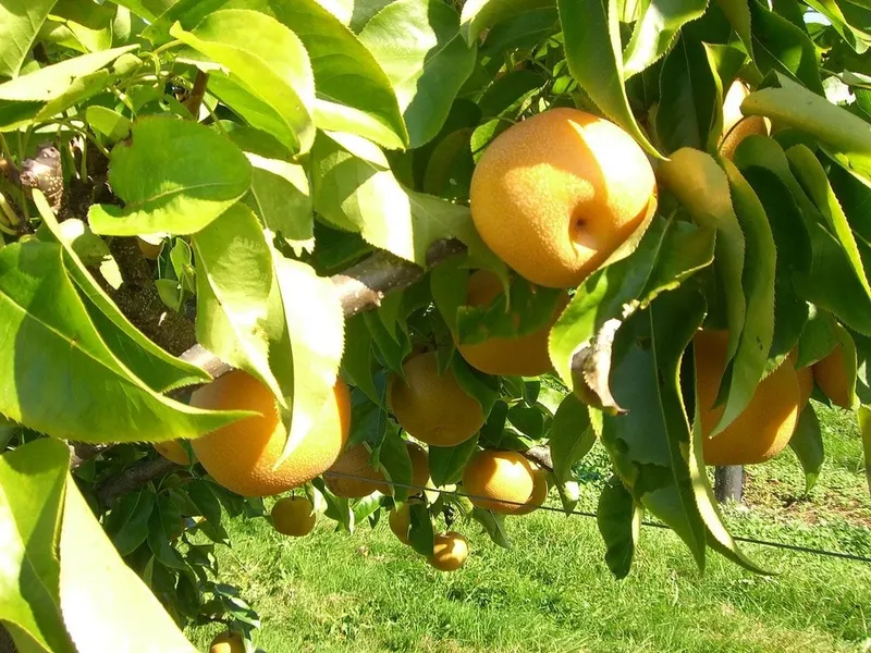 Asian pears ripening among tree leaves.