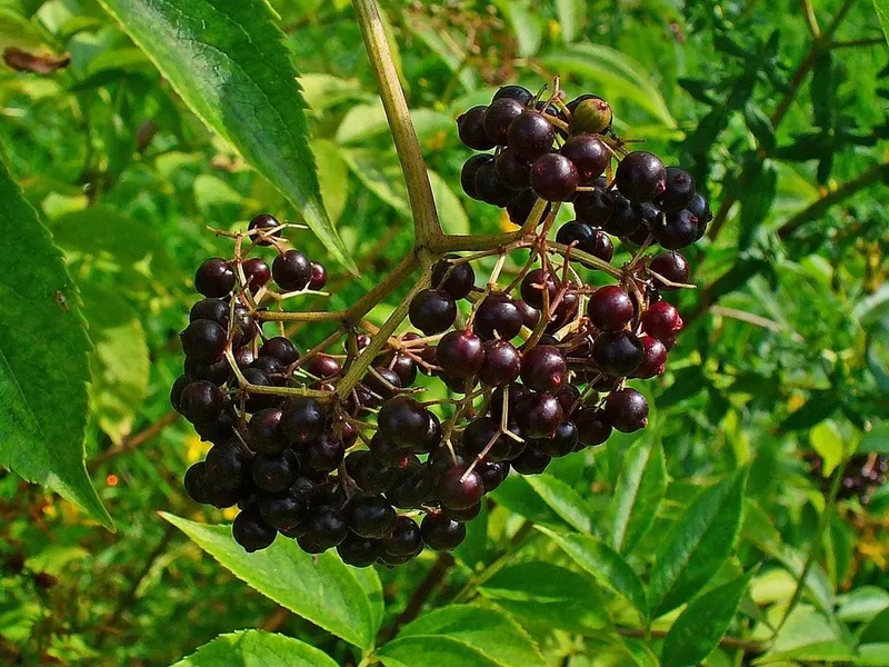 Elderberry fruit clusters ripening among leaves.