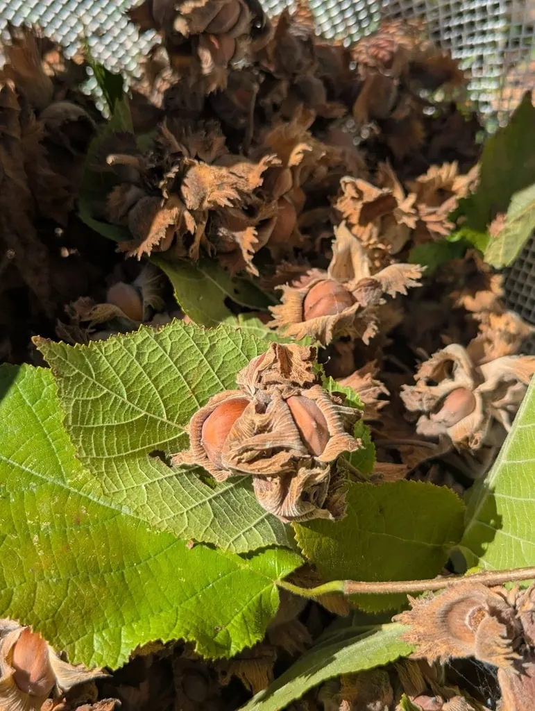 Hazelnuts ripening among green leaves.