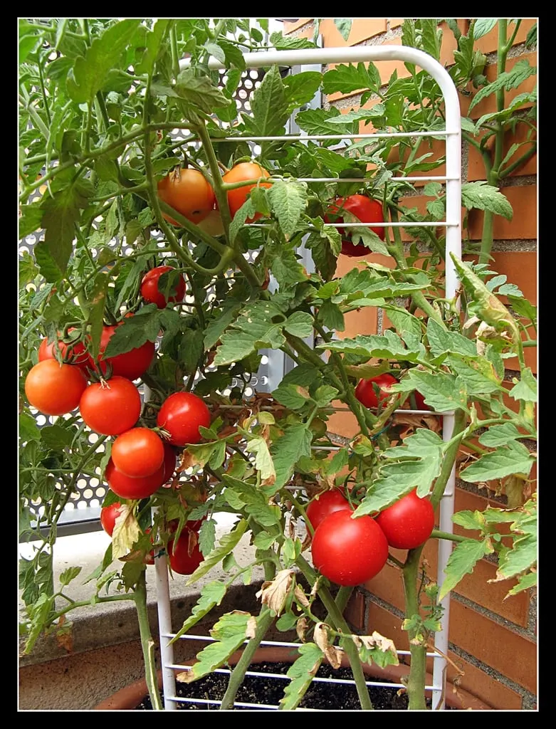 Tomato vines with ripe red fruits growing on a trellis.