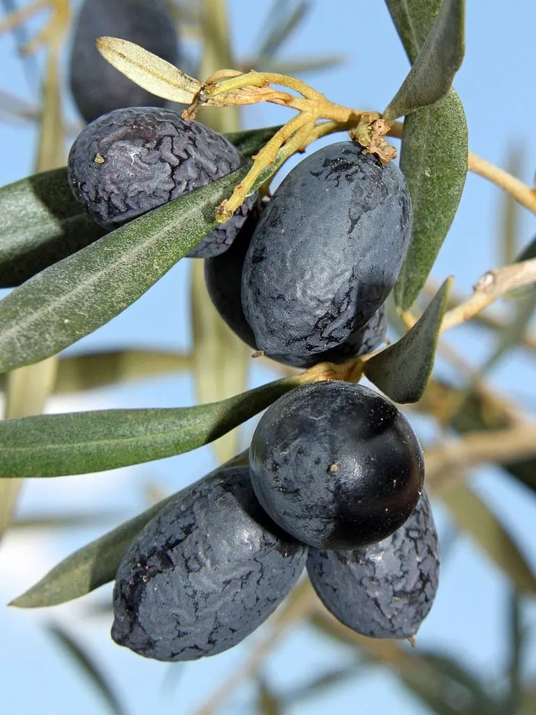 Olive fruits on a leafy branch.