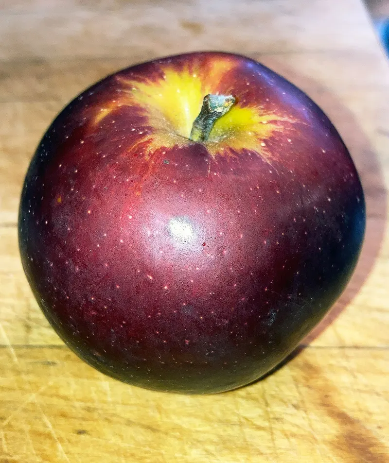 A dark red Arkansas Black apple held in the hand after harvest.