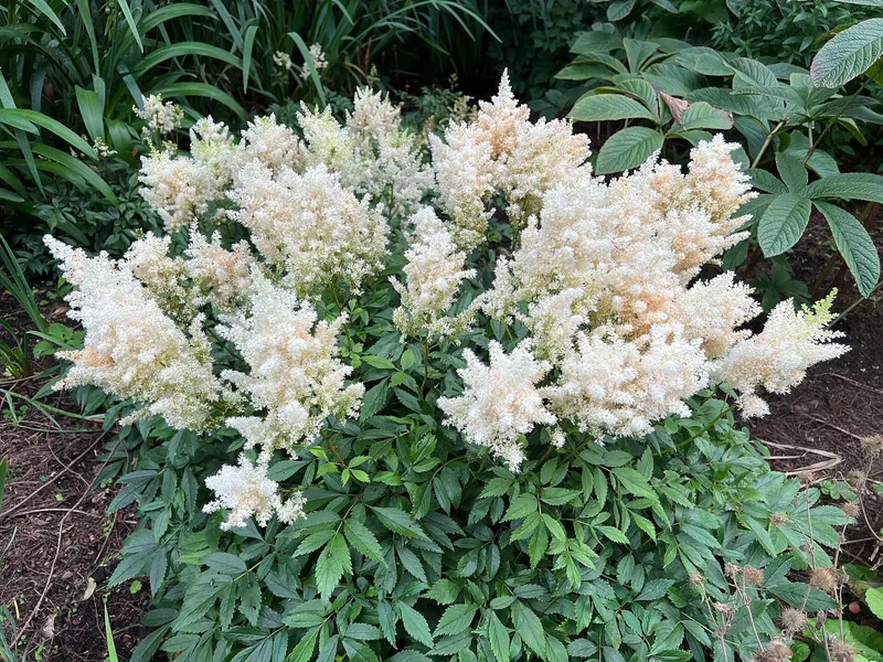Culver's root shown with a representative plant photo from a related plant group.