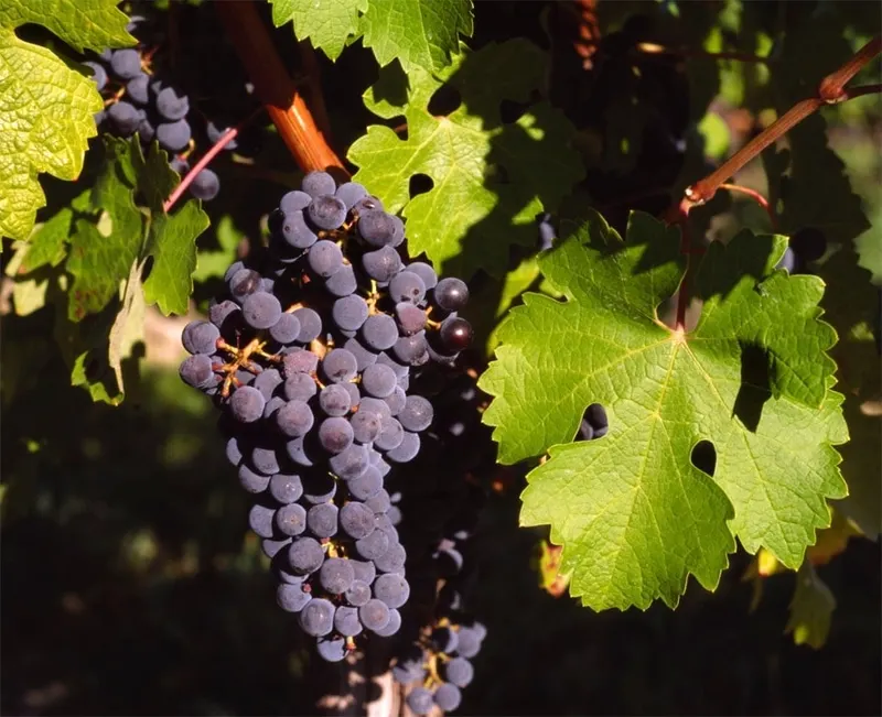 Grape clusters hanging among vine leaves.