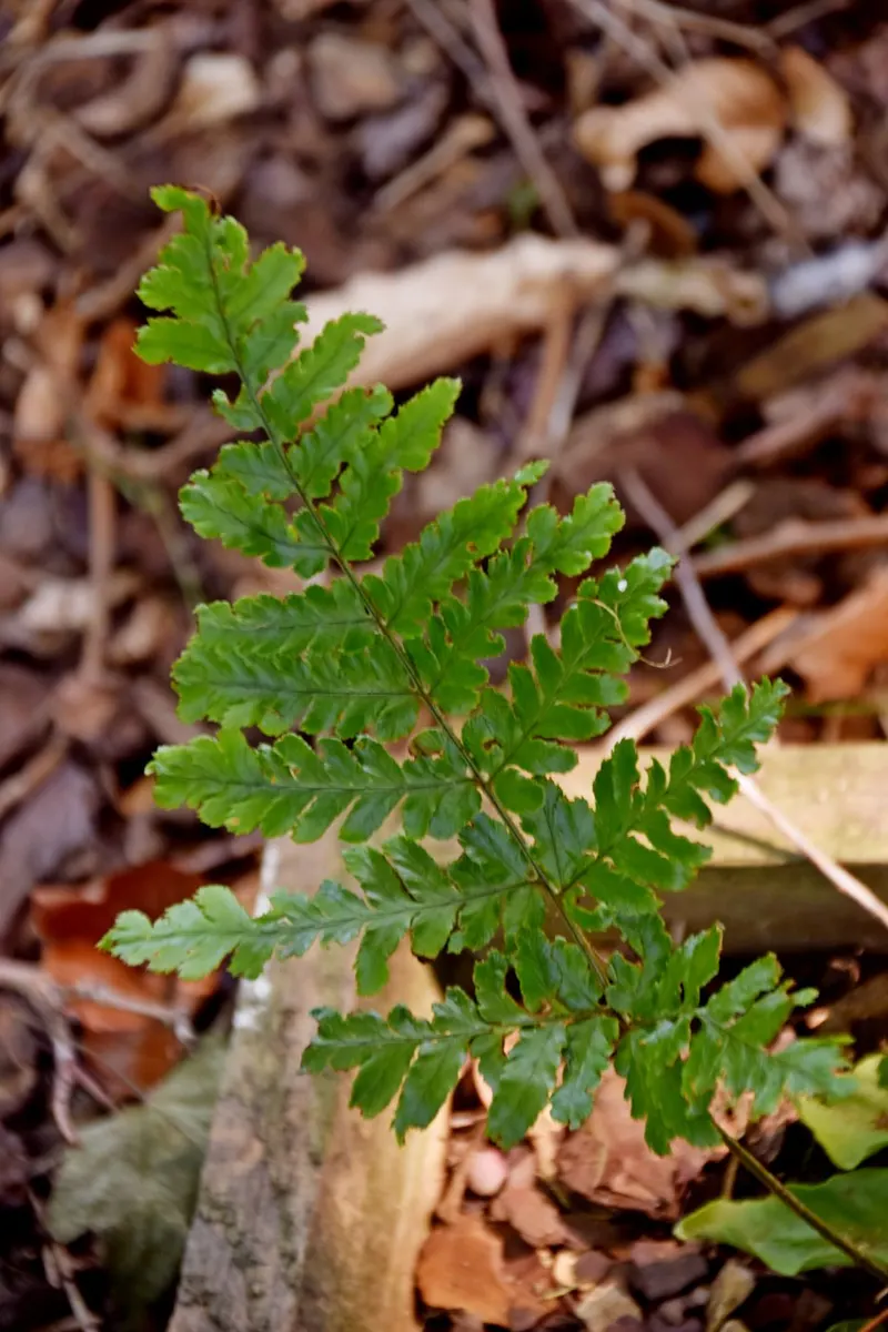 Ostrich fern shown with a representative plant photo from a related plant group.