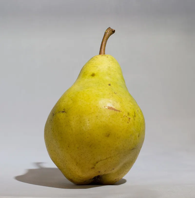 European pears hanging among leaves on a tree.