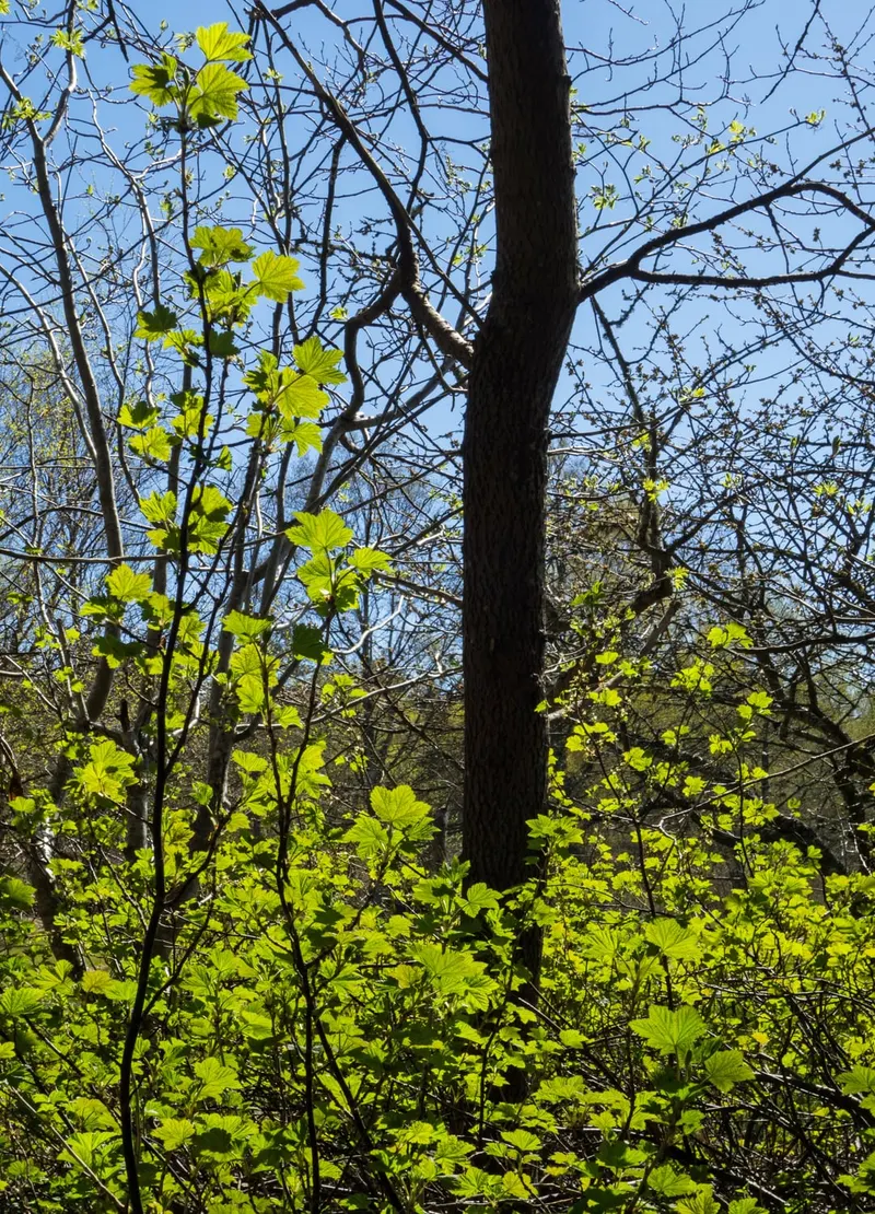 Black currant shown with a representative plant photo from a related plant group.
