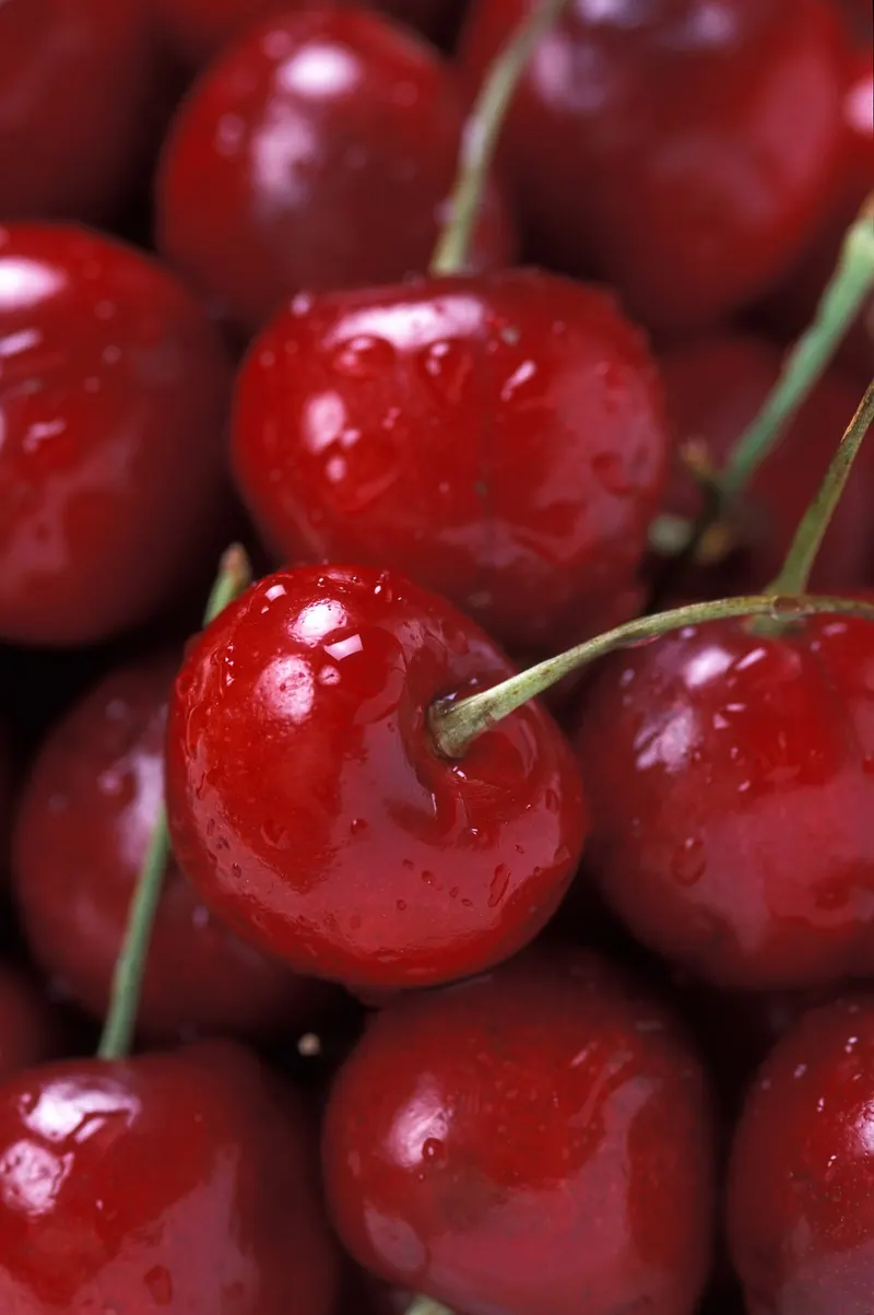 Dark red Bing cherries with stems after harvest.
