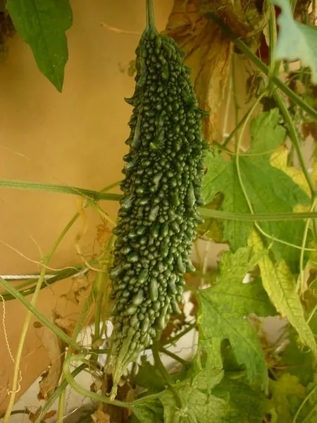 Bitter melon fruit hanging from a leafy vine.