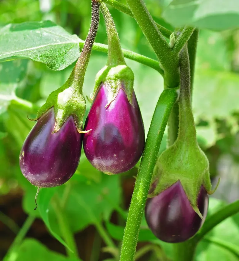 Purple eggplants growing among green leaves.