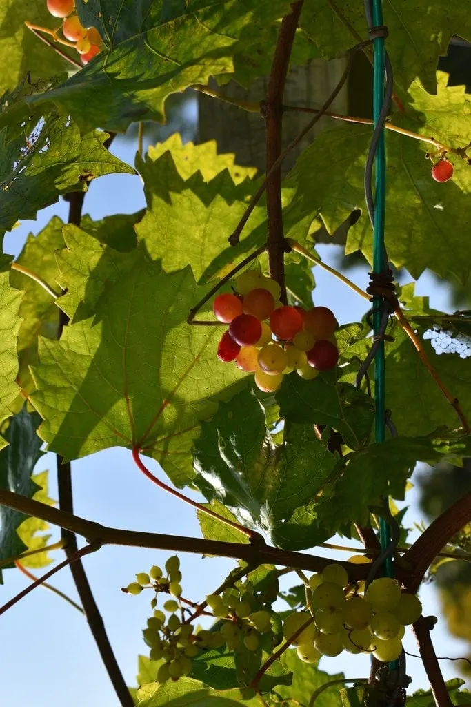 Muscadine grape clusters hanging among vine leaves.