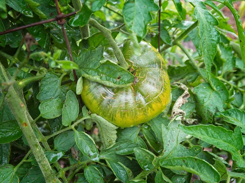 Black Krim tomato fruit ripening on a leafy vine.