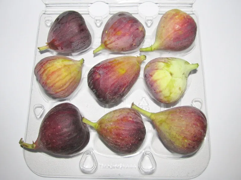 Harvested Black Mission figs with dark purple skin.