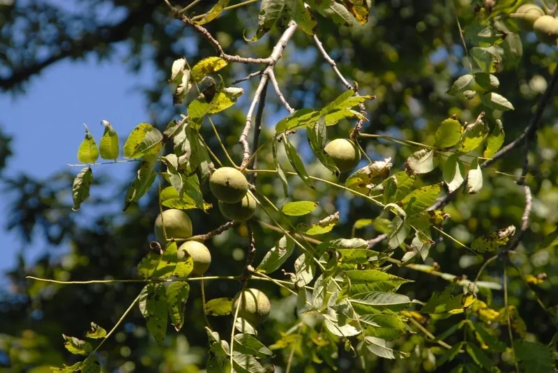 Black walnut fruit growing among compound leaves.