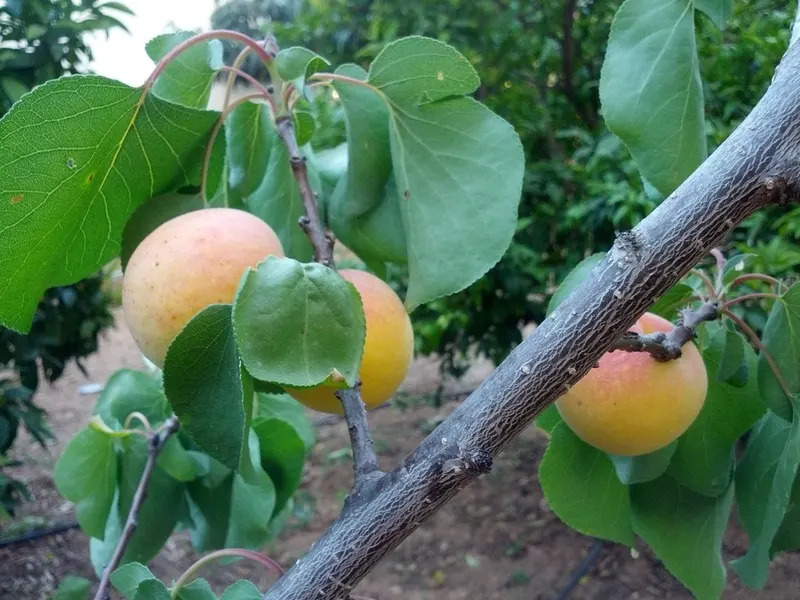 Apricot fruit growing among leafy branches.