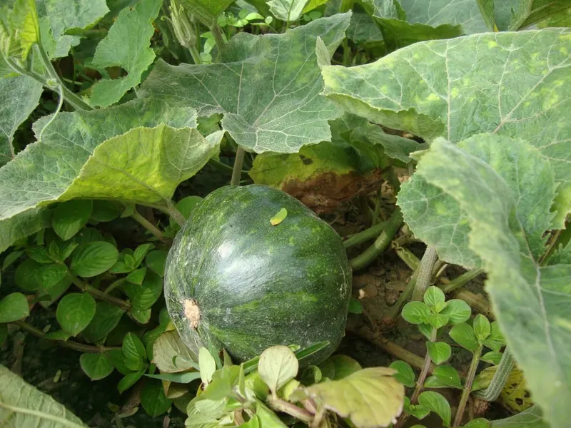 Green winter squash fruit growing on a vine.