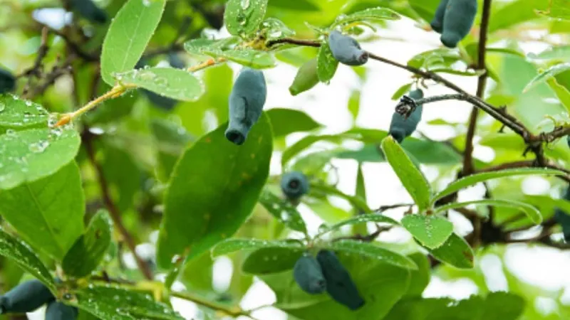 Haskap honeyberry shown with a representative plant photo from a related plant group.