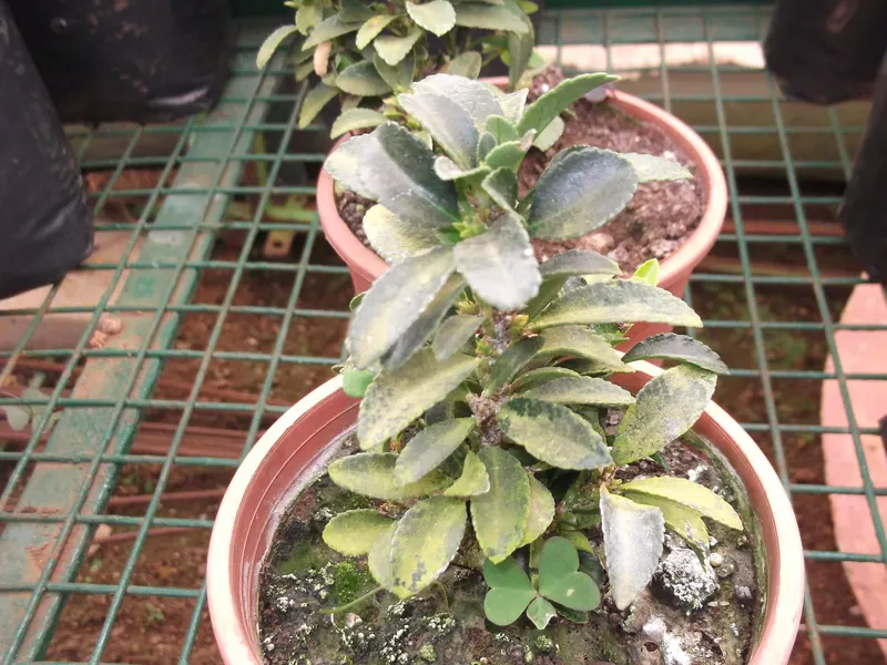 Boxwood shrub showing dense evergreen leaves.