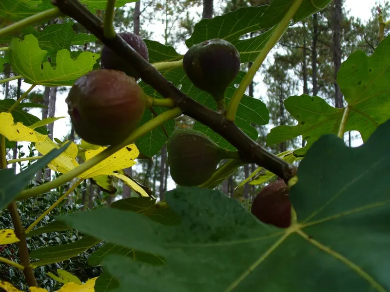 Brown Turkey fig fruit and leaves on a living branch.