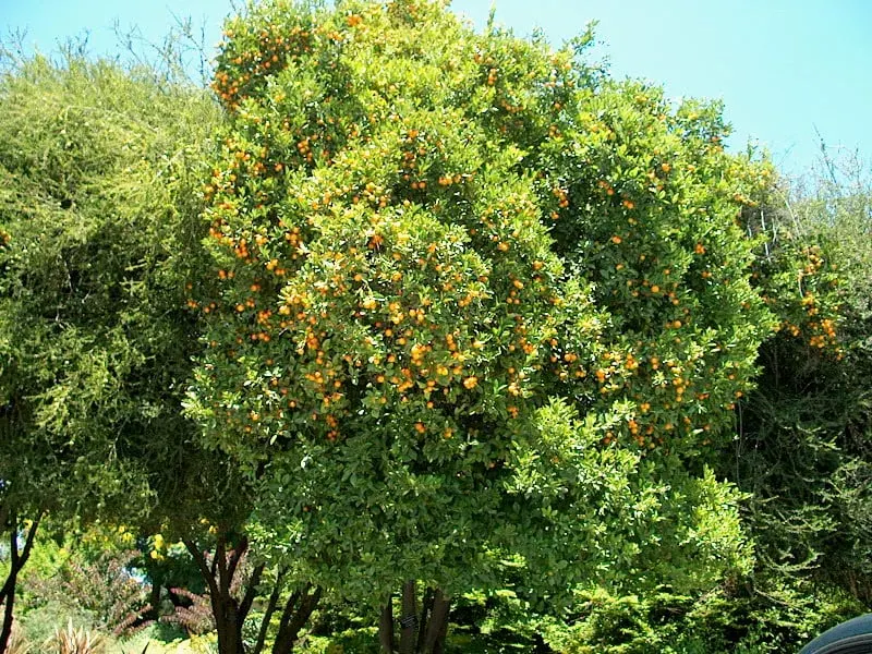 Calamondin citrus plant with small orange fruit.