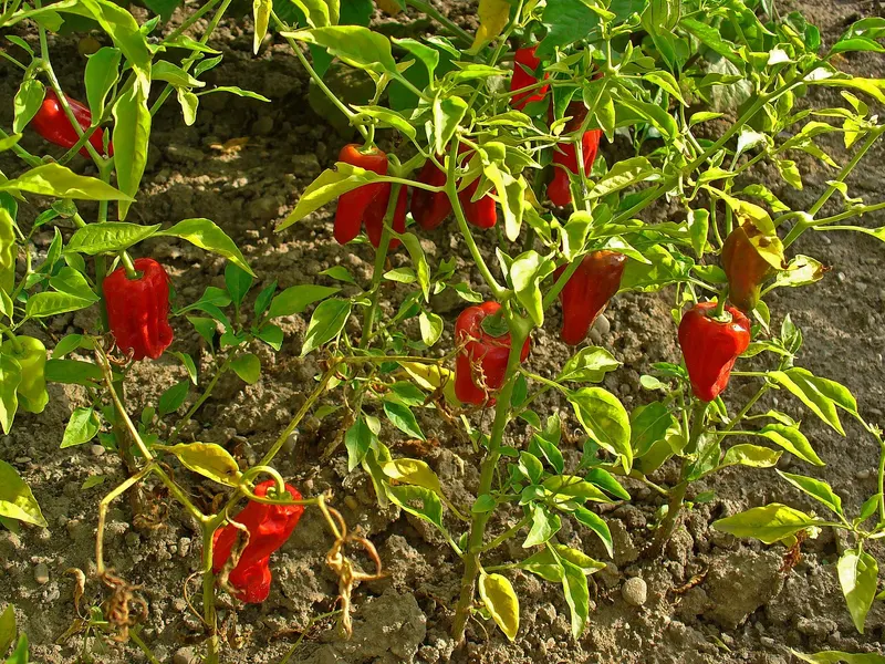 Bell pepper plant showing leaves and peppers.