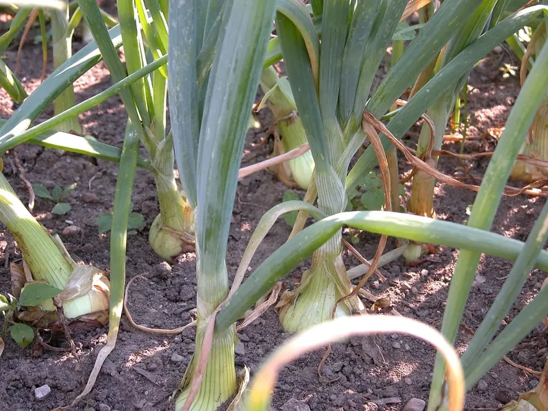 Rows of onion plants with bulbs and upright leaves.