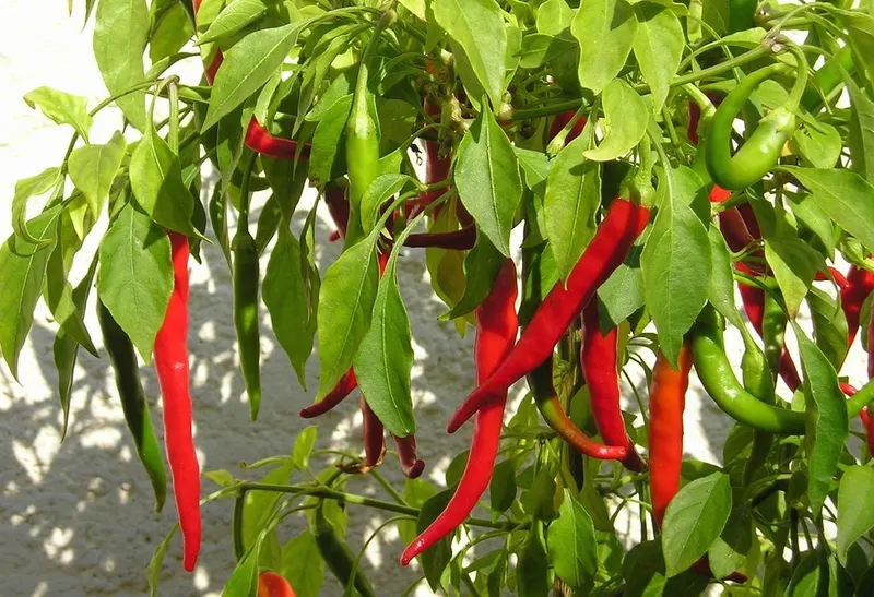 Cayenne peppers hanging on a leafy plant.