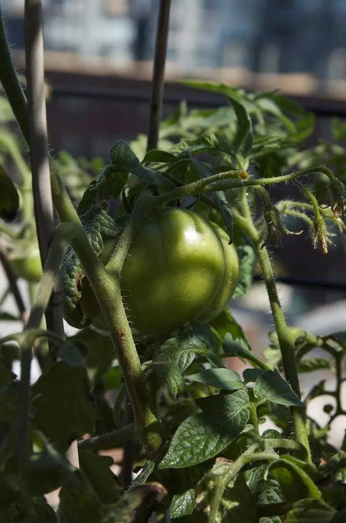 Celebrity tomato fruit developing on a leafy tomato plant.