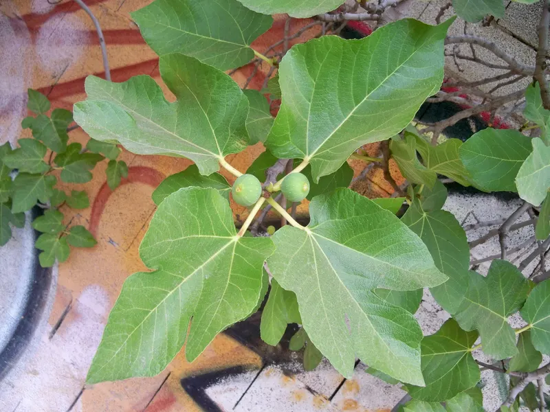 Celeste fig branch with lobed leaves and small green figs.