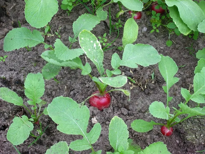 Radish plants with red roots and leafy tops.