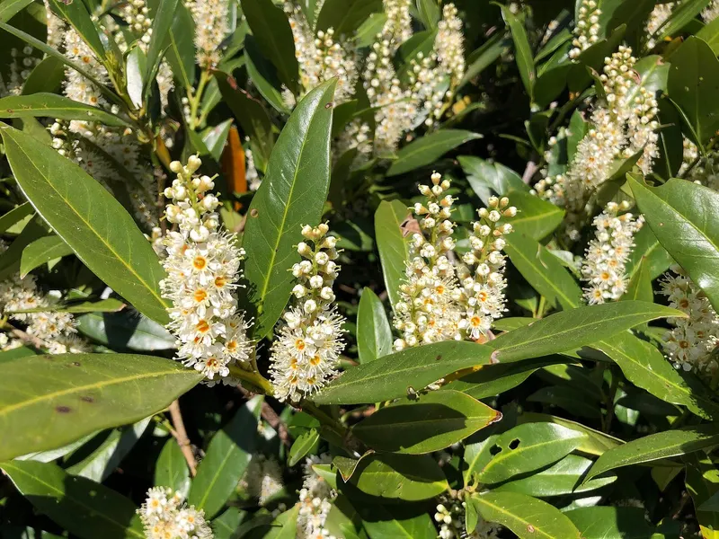 Bay laurel shown with a representative plant photo from a related plant group.