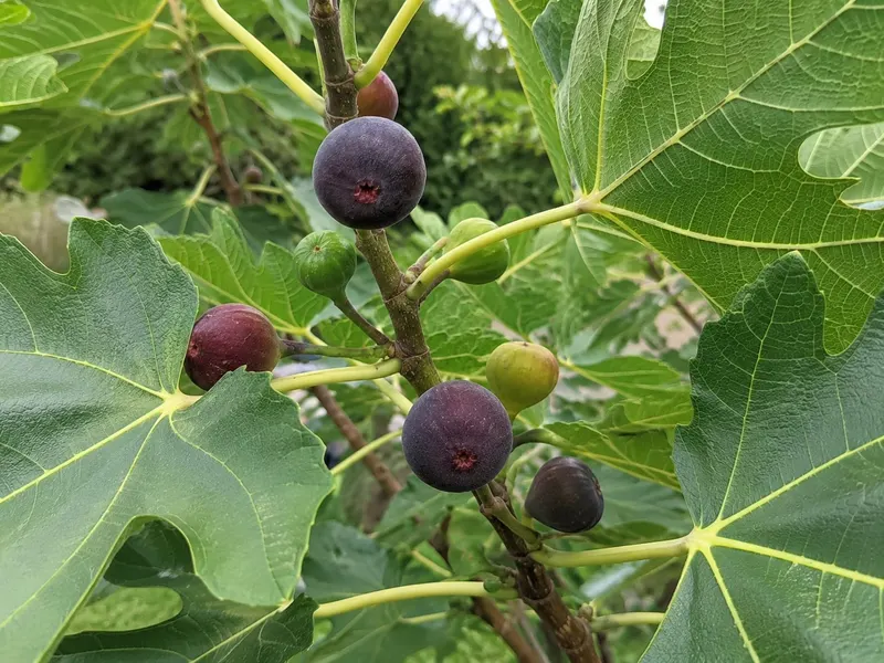 Chicago Hardy fig branch with ripe purple figs, green developing figs, and lobed leaves.