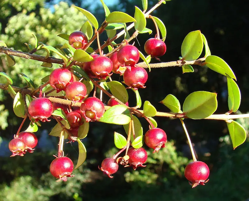 Chilean guava fruits among small green leaves.