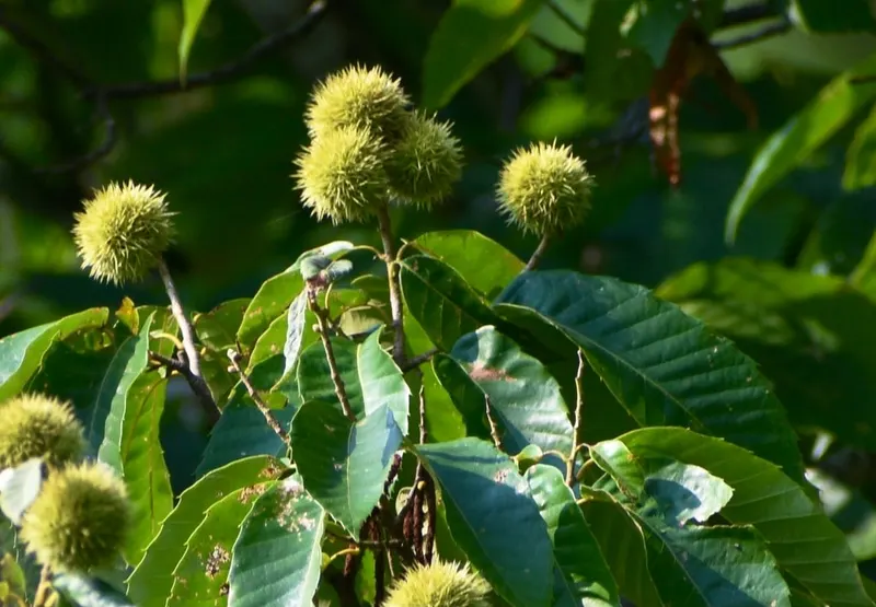 Chinese chestnut burrs developing among leaves.