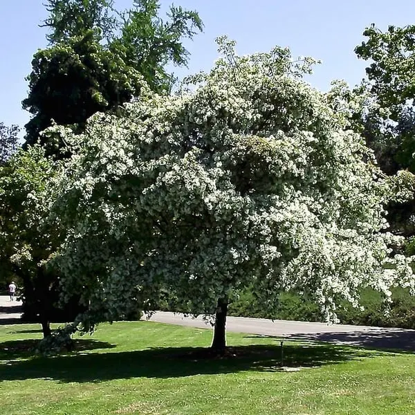 Chinese fringe tree blooming with white fringe-like flowers.