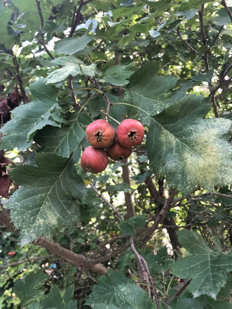 Chinese hawthorn berries and leaves.