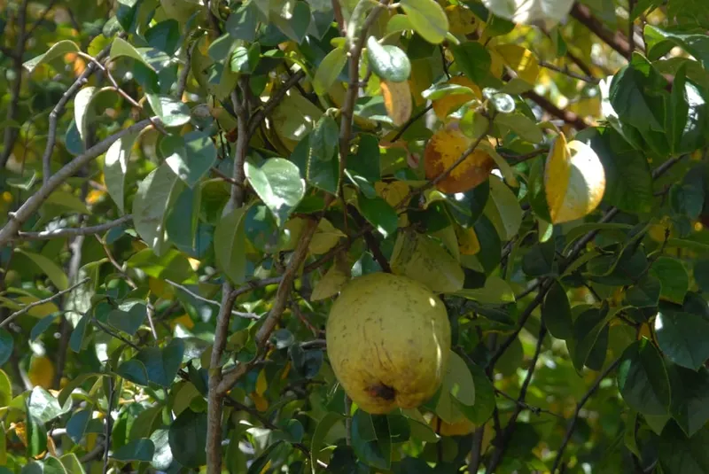 Chinese quince fruit among green leaves.