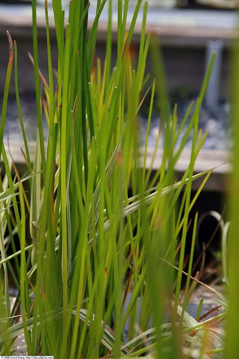 Chinese water chestnut plant with upright green stems.