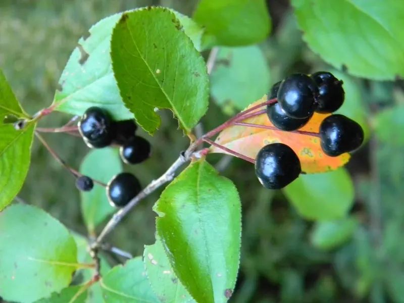 Aronia berries ripening among green leaves.