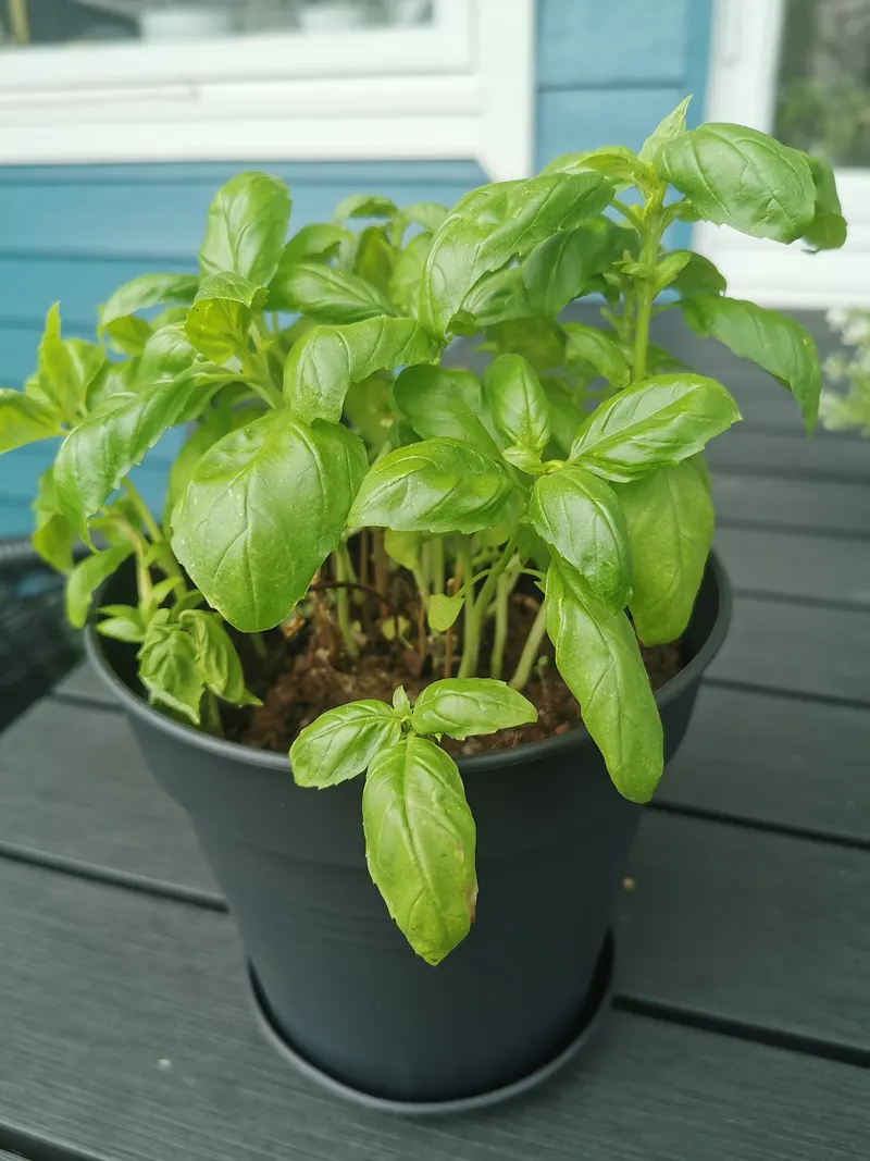 Basil plant with glossy green leaves in a pot.