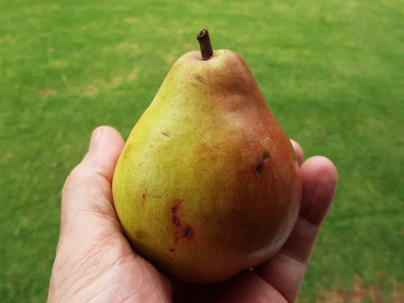 Comice pear fruit shown after harvest.