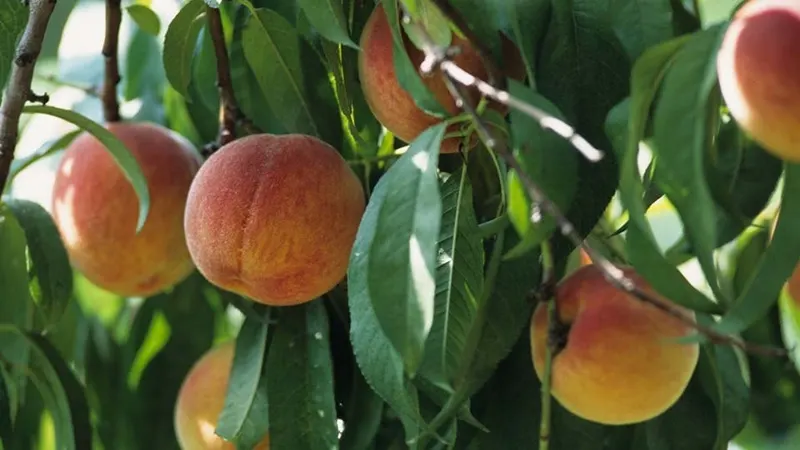 Peaches ripening among leafy branches.