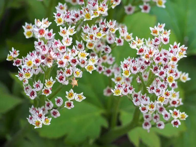 Crimson Fans mukdenia showing spring flower clusters above leafy growth.