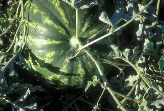 Watermelon fruit growing on a living vine.